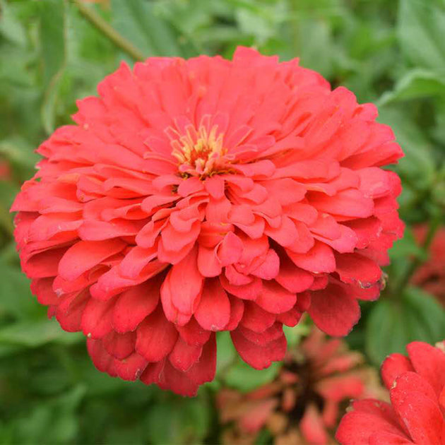 Dahlia Flowered Zinnia - Zinnia elegans - Tall Red - 25 Seeds