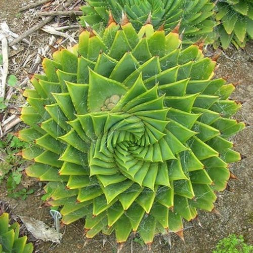 Aloe Polyphylla - African Spiral Aloe Seeds| Seeds for Africa