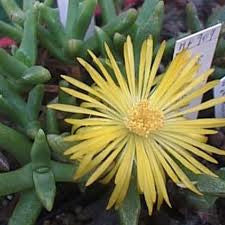 Faucaria Paucidens Seeds | Seeds for Africa