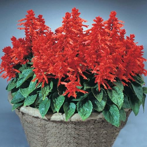 Salvia Blaze of Fire - Salvia Splendens Seeds | Seeds for Africa