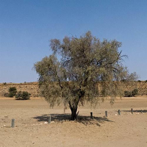 Vachellia / Acacia haematoxylon - Grey Camel Thorn / Giraffe Thorn ...