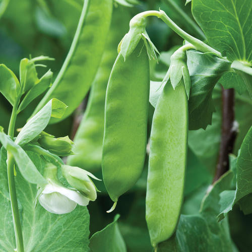 Kennedy Mange Tout Peas - Bulk Vegetable Seeds