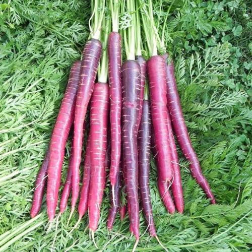 Purple Carrot - ORGANIC - Heirloom Vegetable - 50 Seeds