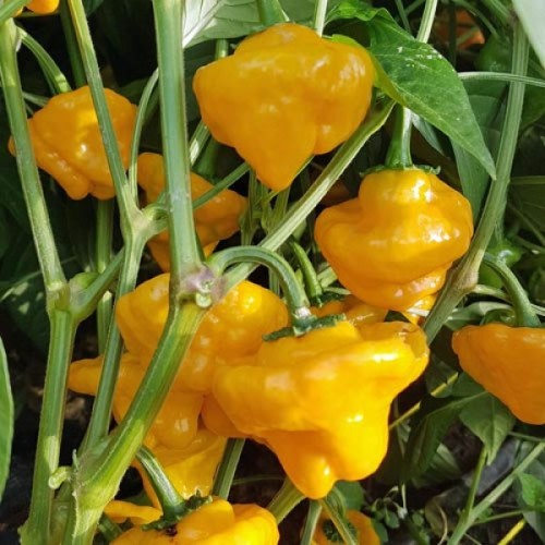 Jamaican Hot Yellow - Chilli Pepper - Capsicum chinense - 5 Seeds