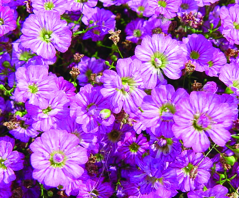 Gypsophila Gypsy Deep Rose - Gypsophila Muralis - 10 seeds