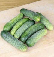 Cucumber Gherkin Tursu F1 - Cucumis sativus - 5 Seeds