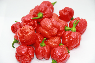 Trinidad 7 Pot Infinity - Chilli Pepper - Capsicum Chinense - 5 Seeds