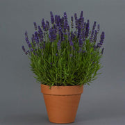 Lavender Blue Spear - Lavandula angustifolia - Perennial Flower - 10 Seeds