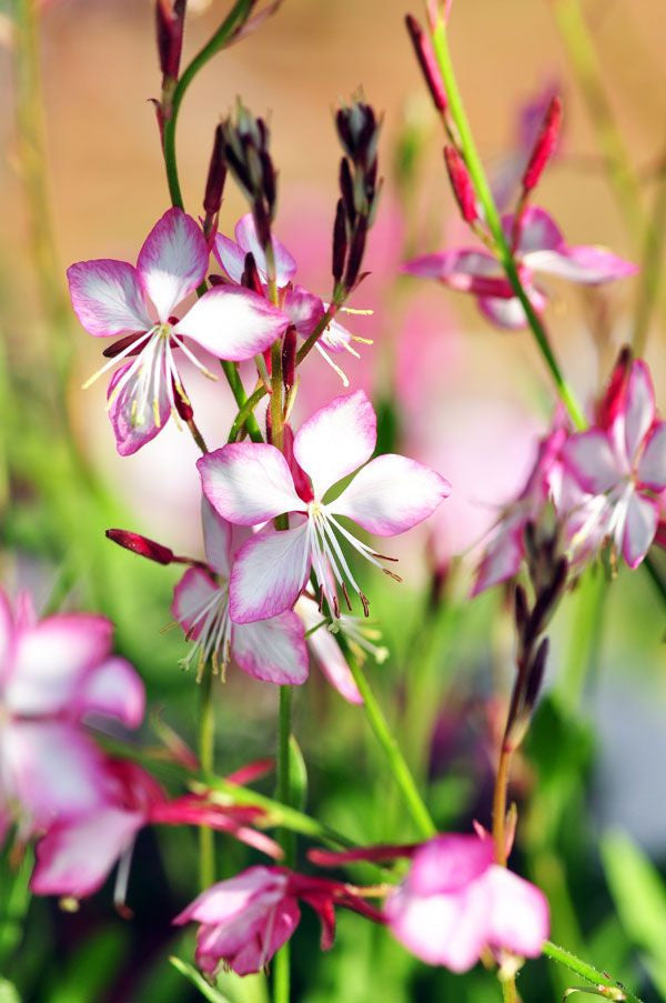 Gaura "Rosy White" - Gaura lindheimeri - Perennial Flower - 10 Seeds