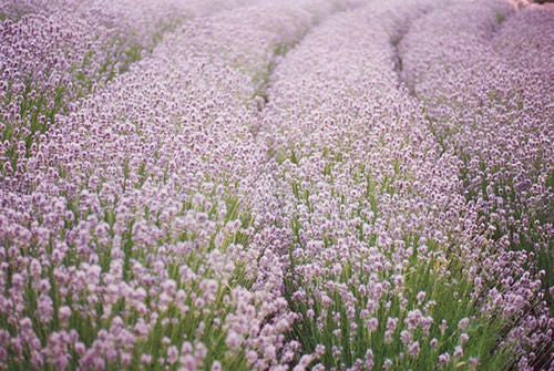 Lavender Ellagance Pink - Lavandula angustifolia - Perennial Flower / Herb - 10 Seeds