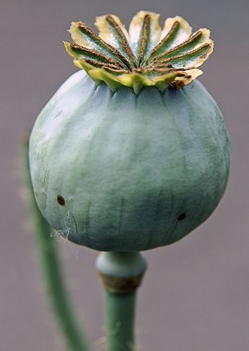 Papaver somniferum Seeds | Seeds for Africa