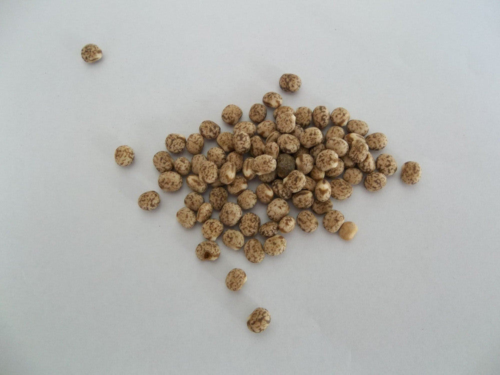 Pigeon Peas Seeds Seeds for Africa