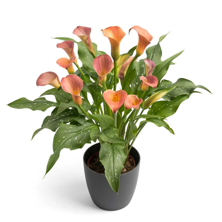 Arum Lily -  Zantedeschia - Peach Pearl - Flower Bulbs (Not Seeds)