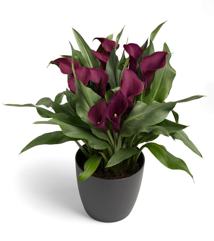 Arum Lily -  Zantedeschia - Mahogany - Flower Bulbs (Not Seeds)